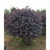 供應各種袋裝布袋裝紅花繼木精品球50-100cm之間