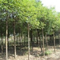 濟南提供15公分重陽木價格 重陽木產地