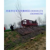 河南楸樹復(fù)葉槭！梓樹基地在太康