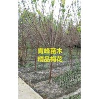 成都梅花 四川梅花價格 梅花大量批發