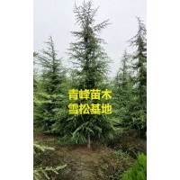 成都雪松 四川雪松價格 雪松大量批發出售
