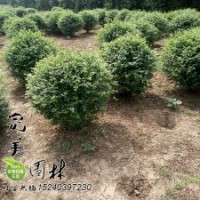 金葉女貞球_大葉黃楊球_小葉黃楊球_衛矛球_紅葉石楠球_金森女貞