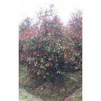 供有大規格紅葉石楠8公分到10公分到12公分100支