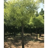 供應黃金槐
