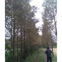 專業批發供應各種香樟桂花廣玉蘭石楠水杉池杉