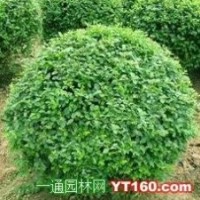 獨桿榆葉梅 獨桿黃楊球