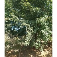 供應大規(guī)格三角楓10到21公分出售