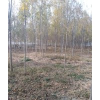國槐白臘法桐常年供應(yīng)規(guī)格齊全
