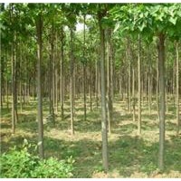 出售10公分楸樹，12公分楸樹