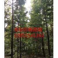 供應12公分水杉