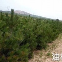 出售1.5米油松，1.5米油松價格，油松數(shù)量