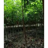 供應地徑二三四公分的金絲楠木苗子