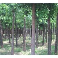 國槐，大國槐，15公分國槐價格，原生國槐，10公分國槐，二次發帽