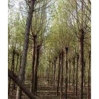 銷售新疆楊，樟河柳，垂柳，金絲柳，河北楊，毛白楊，國槐