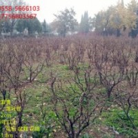 牡丹苗木大量供應 各種規格 歡迎選購