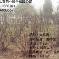 牡丹苗木 1.5m稀有苗木 保證開花 價格享受超低價