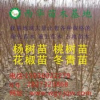 107楊樹苗、花椒苗、桃樹苗、梨樹苗、國槐、法桐低價處理