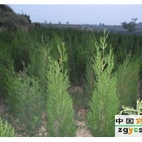 大量供側(cè)柏苗 山西營(yíng)養(yǎng)袋側(cè)柏苗