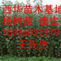 我基地現低價供應： 楊樹苗、花椒苗、桃樹苗、楸樹、梨樹苗、冬