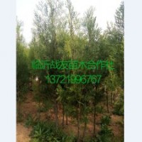 40-80公分側柏苗供應基地