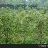 大量供應(yīng)3米冠桂花價格 2.5米冠桂花價格
