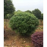 批發湖南海桐小苗 精品海桐球 海桐球價格