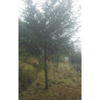 全國(guó)紅豆杉種植中心
