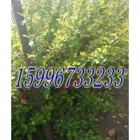 40公分貼梗海棠價(jià)格，50公分貼梗海棠價(jià)格