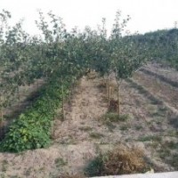 國槐，白皮松，花椒苗，連翹苗，文冠果，核桃苗