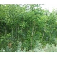 供應國槐、刺槐、香花槐、柳樹、油松