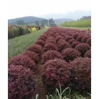 供應紅葉李、五角楓、紫葉稠李、山桃稠李、梧桐