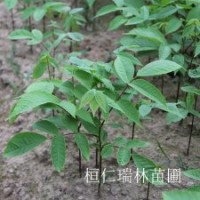 東北核桃楸苗、核桃楸樹苗、山核桃苗批發