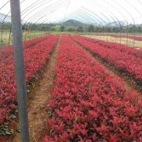 安徽肥西紅葉石楠小苗，紅花繼木小苗，大葉黃楊小苗，海桐小苗價