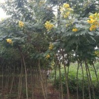 綠化苗木儀花，袋苗，胸經(jīng)6一9公分，冠幅1.5米