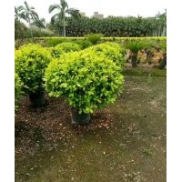 揭陽市綠林花木場出售各規格灌木
