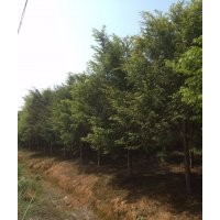 大量供應紅豆杉