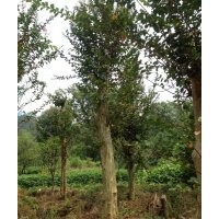 大量供應羅漢松、紅豆杉、紫薇、桂花、紅葉李、楊梅等大中小規格