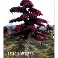 批發大型造型樹造型榆樹 造型紅桎木 造型小葉女貞 造型欏木石楠