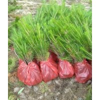 山西油松價格 營養杯油松小苗 定植油松