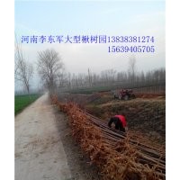 大葉女貞#太康女貞|女貞5、6、7、8、9、10公分