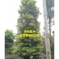 成都楠木 四川金絲楠木 楠木苗種植批發出售