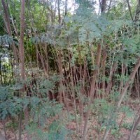 出售2一8公分欒樹、合歡苗木3000株