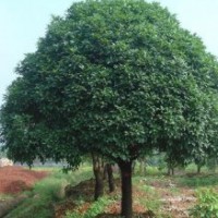 有大規格桂花4.5米/5米/5.5米冠幅300支