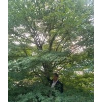 23公分雞爪槭優冠6米特價19500出售