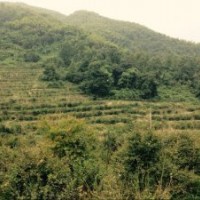 杭州協(xié)燦雞爪槭、羽毛楓、紅葉石楠大樹、三角楓出售