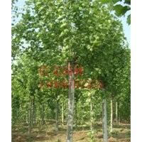 處理一批12公發法桐11-20公分法桐
