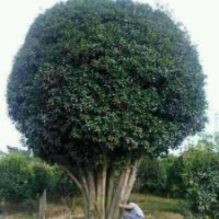 專供占地廣玉蘭，桂花，欒樹