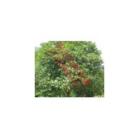 供應(yīng)桂花 南京桂花 桂花批發(fā)價(jià)格