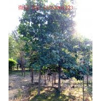 供大規(guī)格紅白玉，流蘇，黃櫨，杜梨