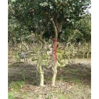 四川成都精品紫薇造型基地紫薇價格紫薇直銷